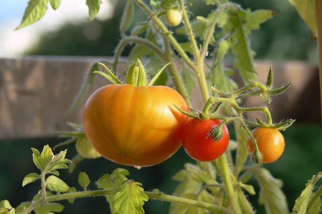 tomatoes-70560_640.jpg