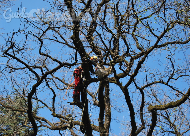 potatura in treeclimbing