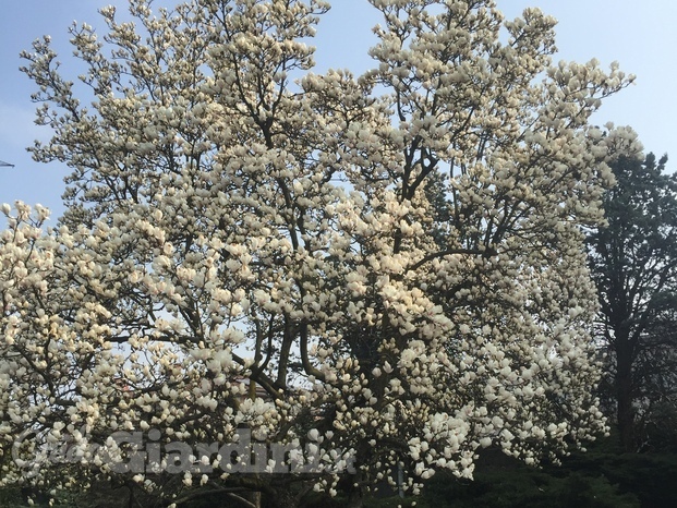 Magnolia presso Parco ditta nostra Cliente