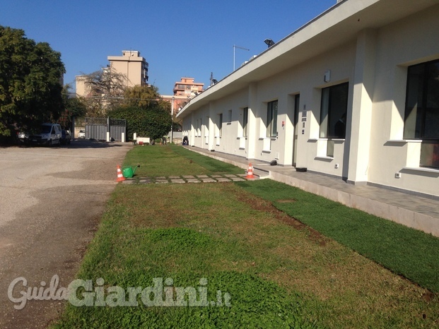 Integrazione tappeto erboso con nuovo tappeto pronto di Festuca a Palermo - Il lavoro ultimato