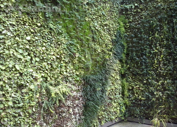 parete vegetale