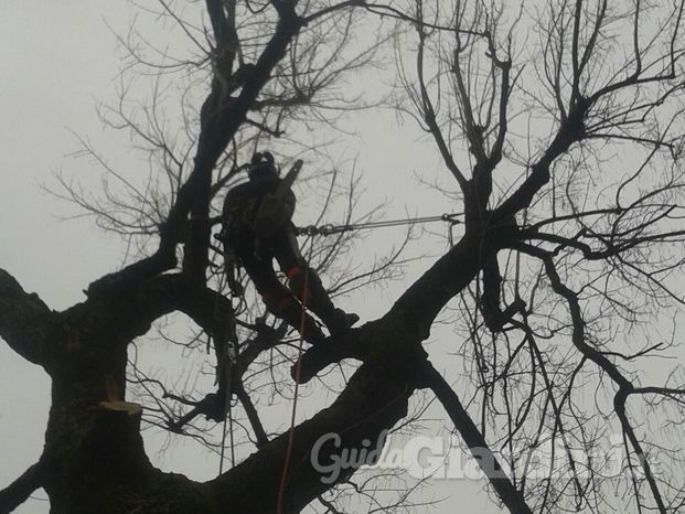 Abbattimento controllato in Tree Climbing