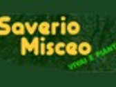 SAVERIO MISCEO