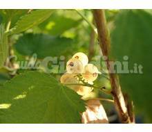 Pianta- Ribes Rubrum 'Witte Hollander' Catalogo ~ ' ' ~ project.pro_name