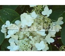Pianta - Hydrangea Paniculata 'White Moth' Catalogo ~ ' ' ~ project.pro_name