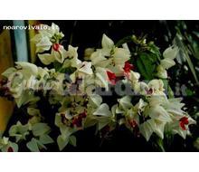 Clerodendrum Thomsoniae Catalogo ~ ' ' ~ project.pro_name