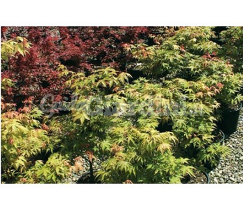 Pianta - Acer Palmatum (2)