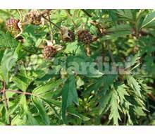 Pianta - Rubus Fruticosus Catalogo ~ ' ' ~ project.pro_name