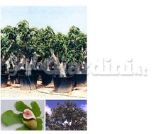 Pianta di Ficus Carica Catalogo ~ ' ' ~ project.pro_name