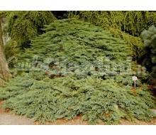 Juniperus Sabina 'Tamariscifolia' Catalogo ~ ' ' ~ project.pro_name