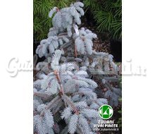 Picea Pungens 'Hoopsii' - Piante Catalogo ~ ' ' ~ project.pro_name
