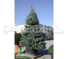 Picea Pungens 'Fat Albert' - Pianta Catalogo ~ ' ' ~ project.pro_name