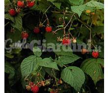 Rubus Idaeus Catalogo ~ ' ' ~ project.pro_name