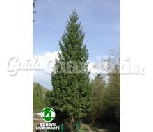 Piante - Picea Abies Catalogo ~ ' ' ~ project.pro_name