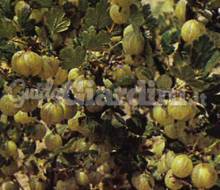Pianta - Ribes Grossularia Bianco Catalogo ~ ' ' ~ project.pro_name