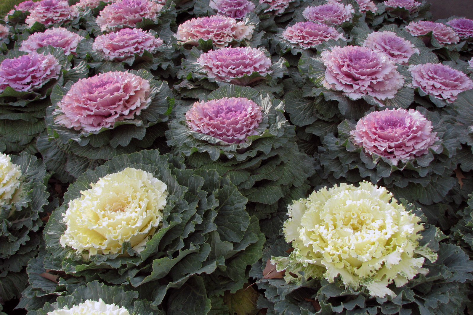 Ornamental_Kale.jpg