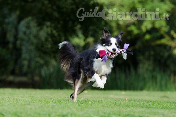 Come proteggere il tuo giardino dai cani?