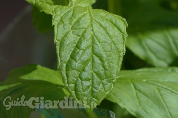 Coltivazione, cura e potatura della mentha spicata