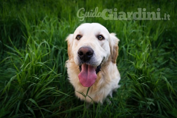 Prato, manutenzione ... e cani