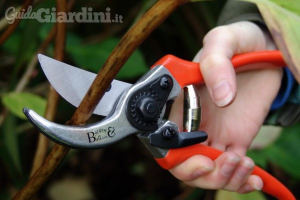 Come scegliere un giardiniere professionista