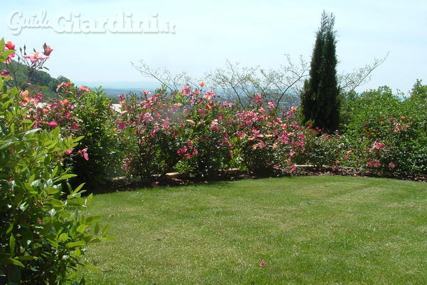 Le tipologie di prato ornamentale per il tuo giardino