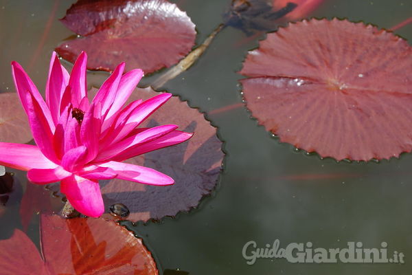 Piante acquatiche: dall’acquario al laghetto