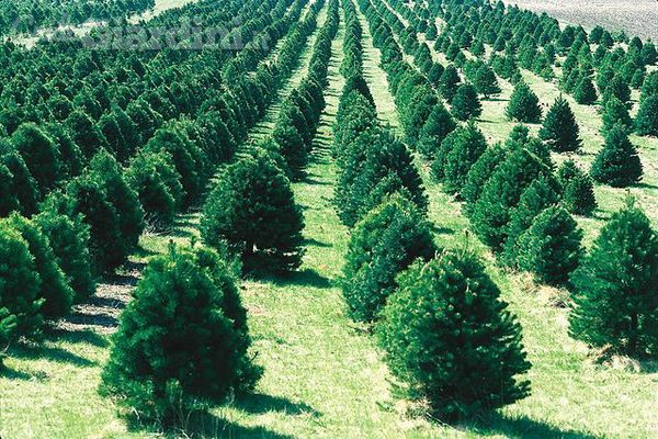 Come riutilizzare l’albero di Natale