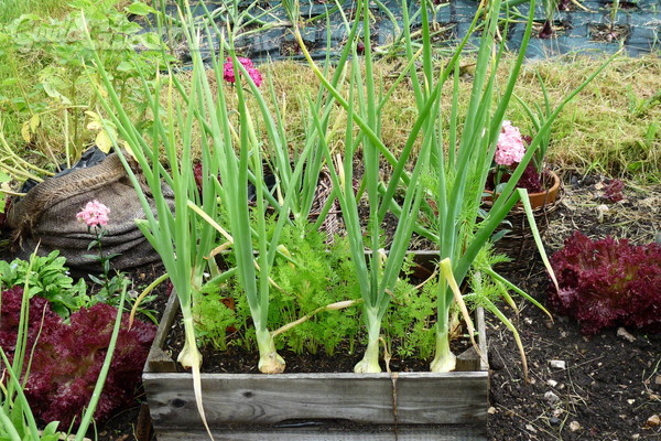 Cosa piantare a gennaio nel giardino di casa