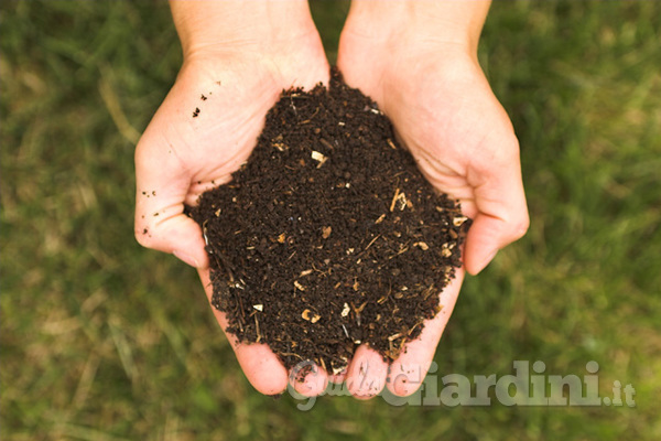 Come usare il compost per concimare le piante