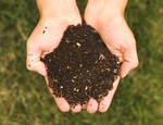 Come usare il compost per concimare le piante