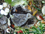 Come fare il compost in 3 semplici mosse