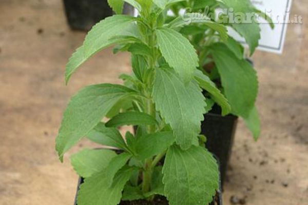 Dove trovare e come coltivare la Stevia, la pianta della dolcezza