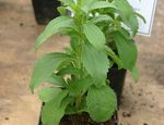 Dove trovare e come coltivare la Stevia, la pianta della dolcezza