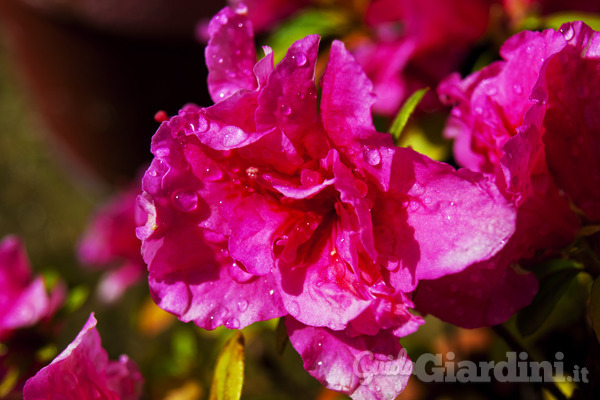 Fiori e ortaggi da piantare a maggio