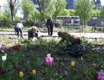 La Guerrilla Gardening fa rifiorire la città