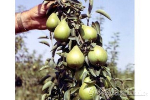 Dove piantare e quando potare gli alberi da frutto