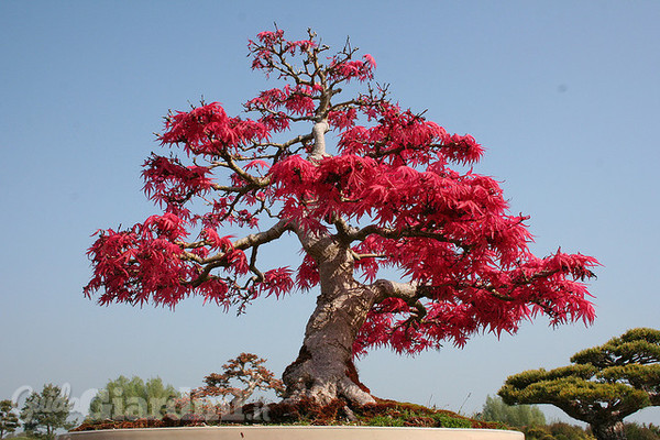 Come fare e curare un bonsai