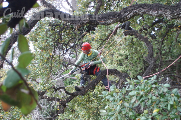 Tree Climbing