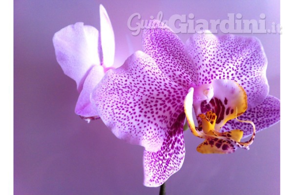Come prendersi cura delle orchidee