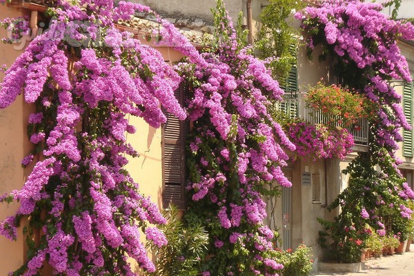 Piante rampicanti e sempreverdi: come avere un balcone ...