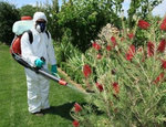 Come evitare i parassiti nel giardino