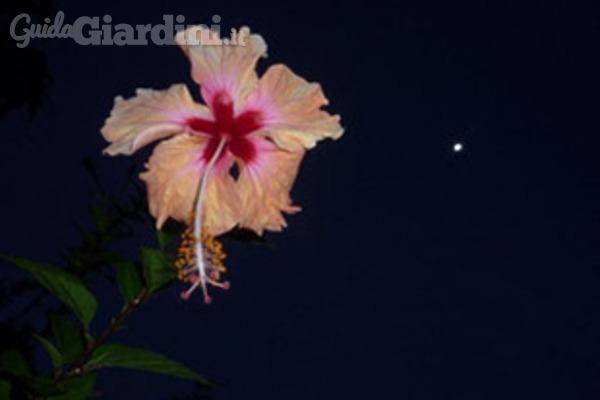 Il giardino e la luna