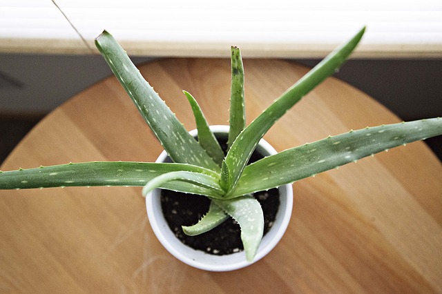 aloe-vera-918662-640.jpg