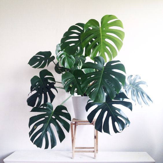 monstera.jpg