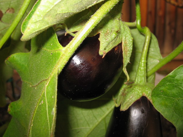 Eggplant.jpg