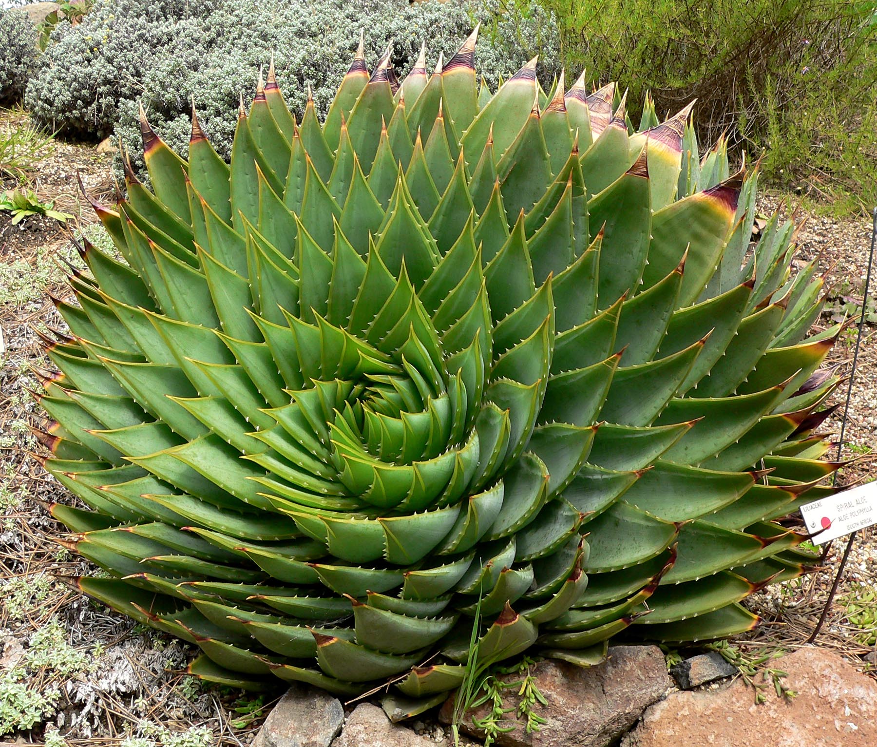 Aloe_polyphylla_1.jpg