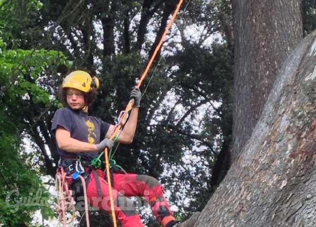 Treeclimbing - Davide Borghi
