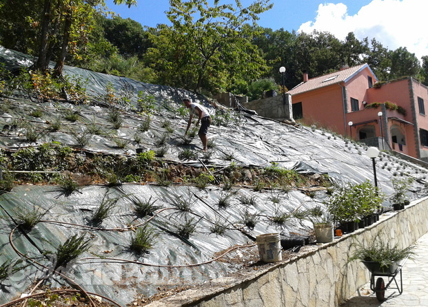 realizzazione di scarpata fiorita, provincia di La Spezia, 2013. 