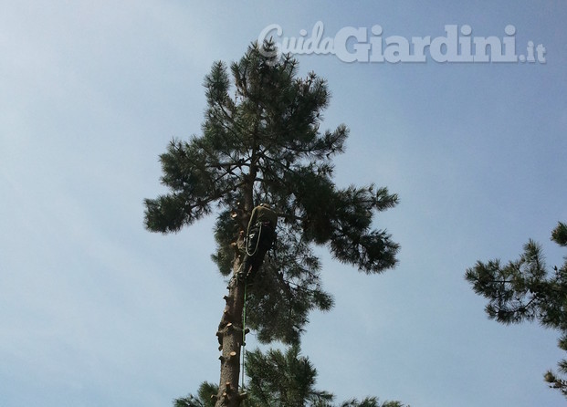 Tree climbing