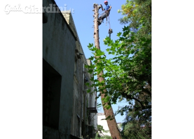 Tree climbing